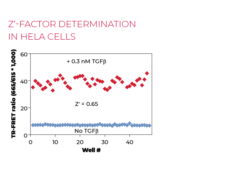 Z'-factor determination in HeLa cells