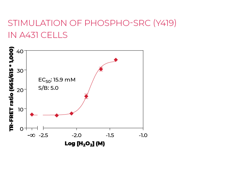 Stimulation of Phospho-SRC (Y419) in A431 cells