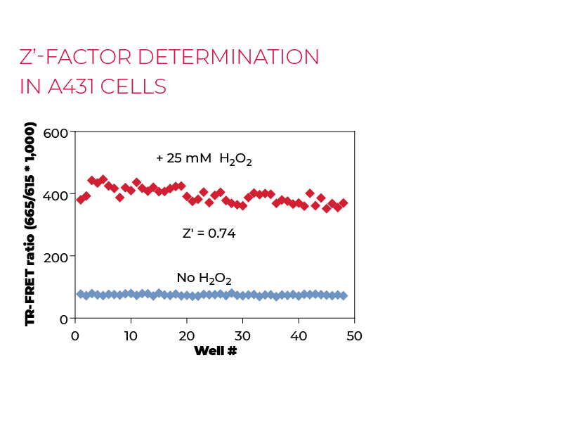 Z'-factor determination in A431 cells