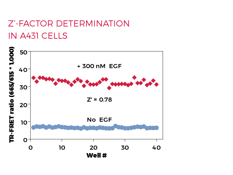 Z'-factor determination in A431 cells