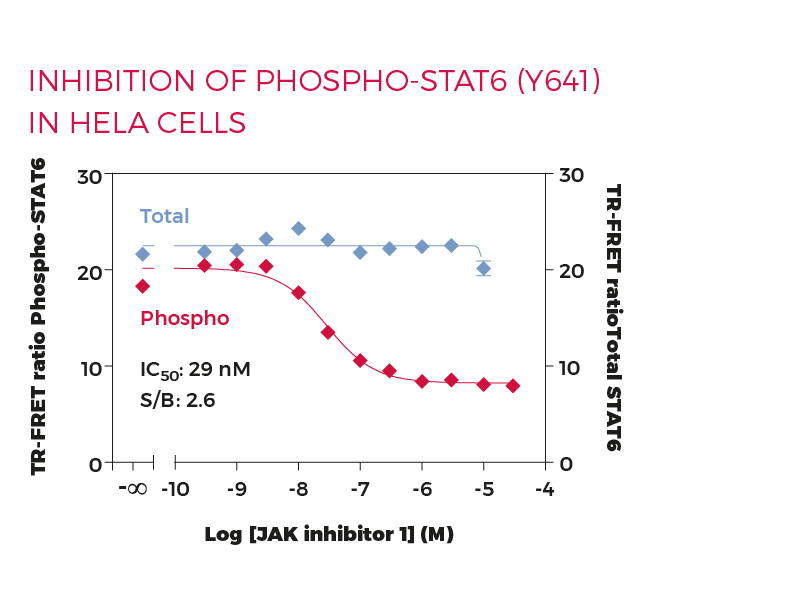 Inhibition of Phospho-STAT6 (Y641) in HeLa cells