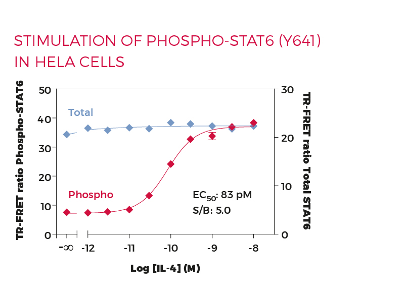 Stimulation of Phospho-STAT6 (Y641) in HeLa cells