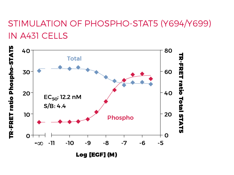 Stimulation of Phospho-STAT5 (Y694/699) in A431 cells