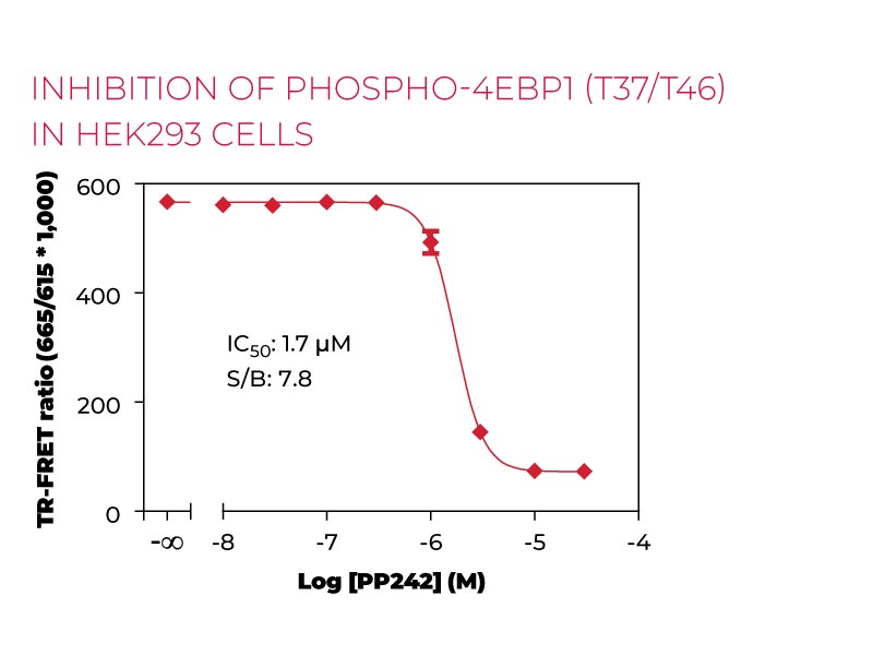 Inhibition of Phospho 4EBP1 (T37-T46) in HEK293 cells