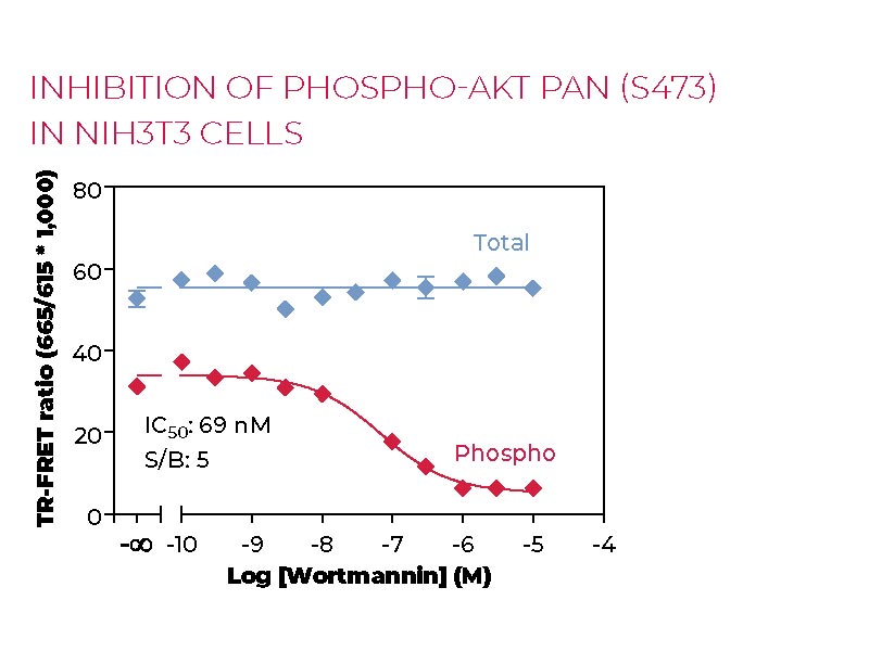 Inhibition of Phospho-AKT pan (S473) in NIH3T cells