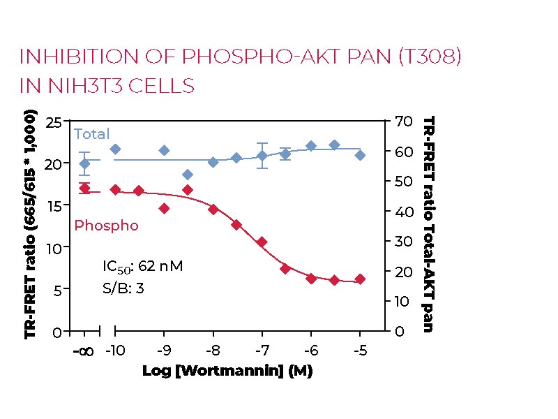 Inhibition of Phospho-AKT pan (T308) in NIH3T3 cells