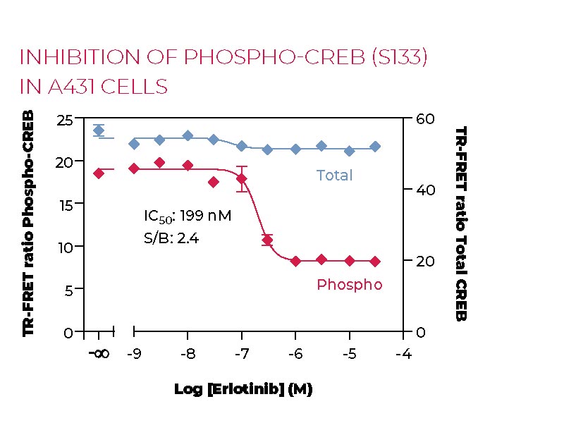 Inhibition of Phospho CREB (S133) in A431 cells