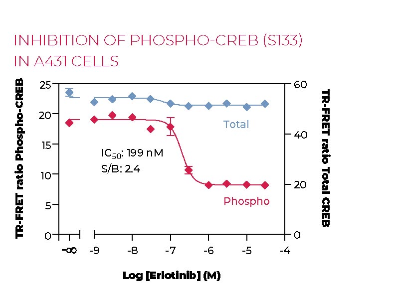 Inhibition of Phospho-CREB (S133) in A431 cells