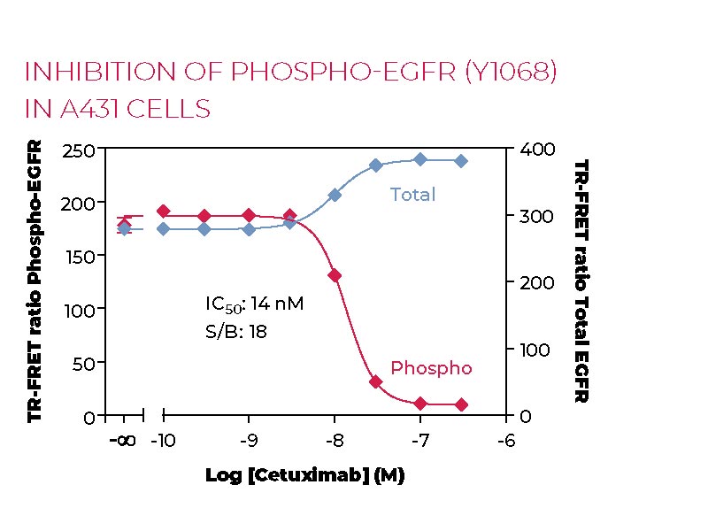 Inhibition of Phospho-EGFR (Y1068) in A431 cells