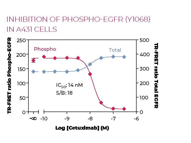 Inhibition of Phospho-EGFR (Y1068) in A431 cells