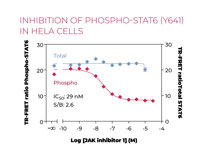 Inhibition of Phospho-STAT6 (Y641) in Hela cells