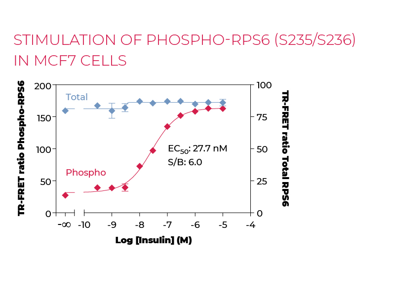 Stimulation of Phospho-RPS6 (S235/S236) in MCF7 cells