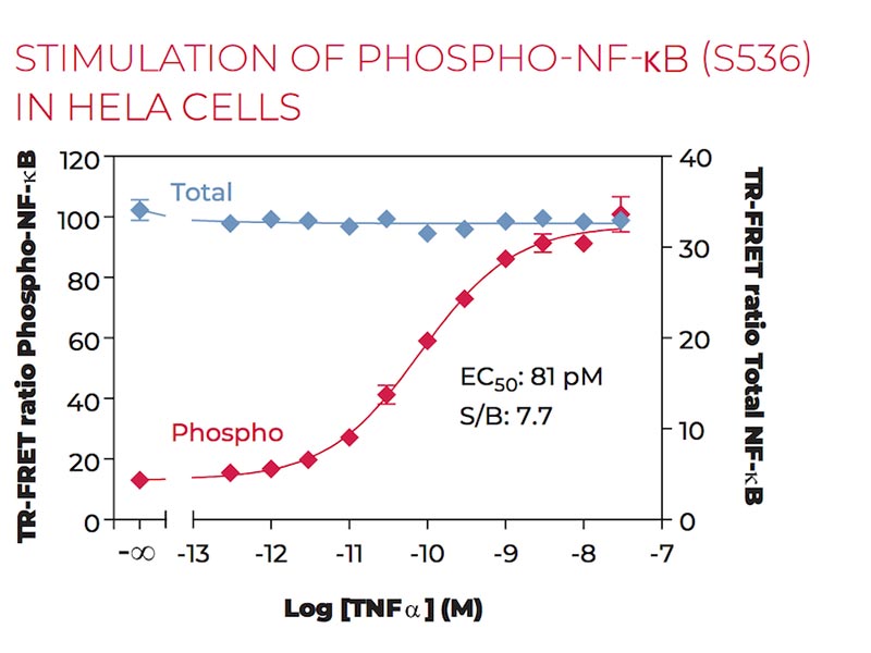 Stimulation of Phospho-NF-kB (S536) in HeLa cells