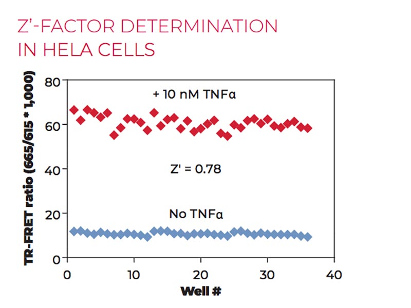 Z'-factor determination in HeLa cells