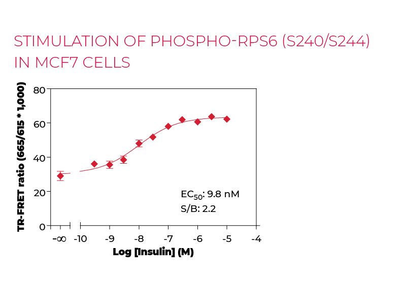 Stimulation of Phospho-RPS6 (S240/S244) in MCF7 cells