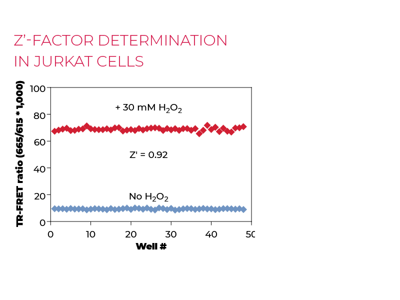 Z'-factor determination in Jurkat cells