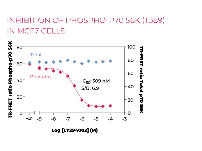 Stimulation of Phospho-P70 S6K (T389) in MCF7 cells
