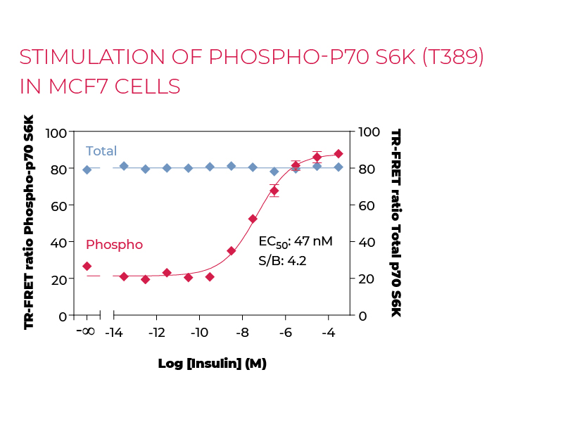 Stimulation of Phospho-P70 S6K (T389) in MCF7 cells