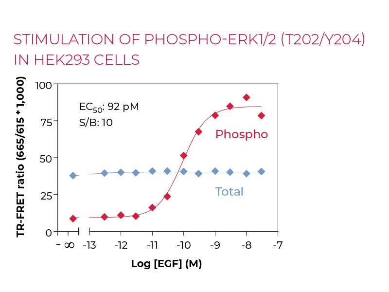 Stimulation of PHOSPHO-ERK1-2(T202-Y204) in HEK293 cells