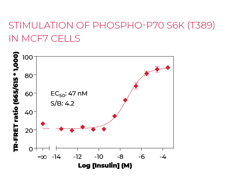 Stimulation of Phospho-P70 S6K (T389) in MCF7 cells