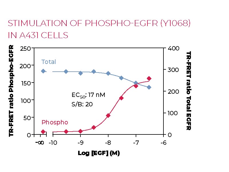 Stimulation of Phospho-EGFR (Y1068) in A431 cells