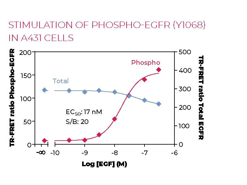 Stimulation of Phospho-EGFR (Y1068) in A431 cells