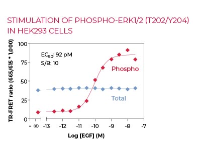 Stimulation of Phospho-ERK1-2 (T202-Y204) in HEK293 cells