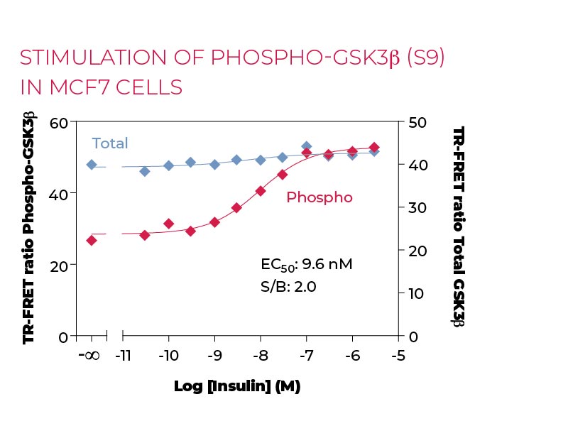 Stimulation of Phospho-GSK3β (S9) in MCF7 cells