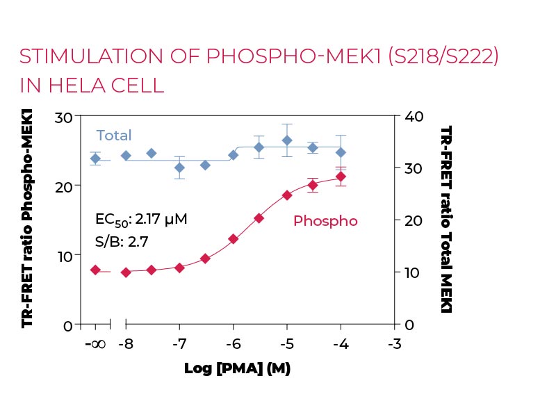 Stimulation of Phospho-MEK1 (S218-S222) in Hela cells