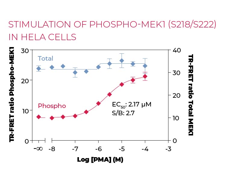 Stimulation of Phospho-MEK1 (S218-S222) in HeLa cells