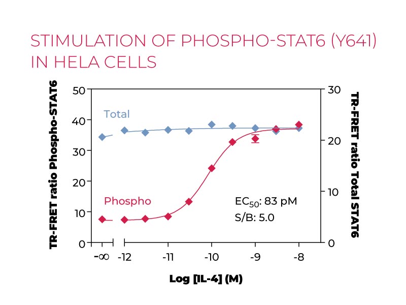 Stimulation of Phospho-STAT6 (Y641) in HeLa cells
