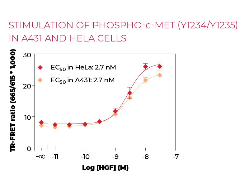 Stimulation of Phospho-c-Met (Y1234-Y1235) in A431 and Hela cells