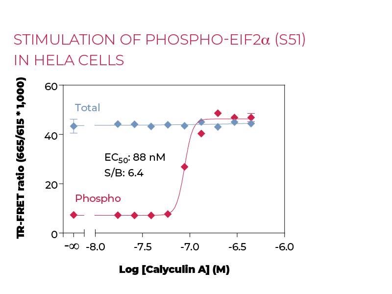 Stimulation of Phospho-eIF2a (S51)in Hela cells