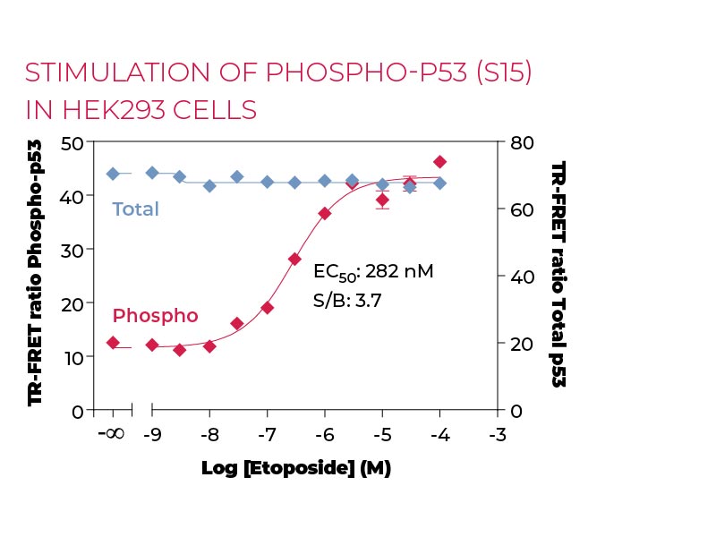 Stimulation of Phospho-P53 (S15) in HEK293 cells