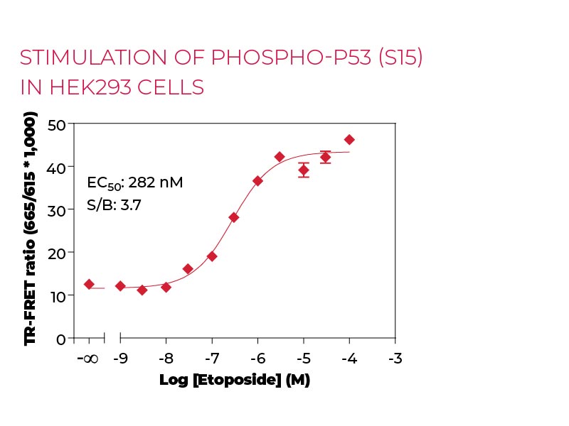 Stimulation of Phospho-P53 (S15) in HEK293 cells