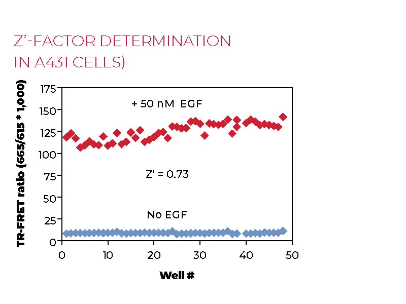 Z'-factor determination in A431 cells