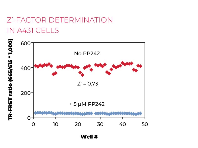Z-factor determination in A431 cells