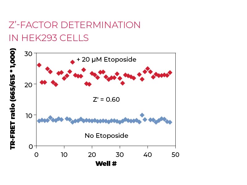 Z'-factor determination in HEK293 cells