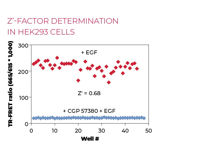 Z'-factor determination in HEK293 cells