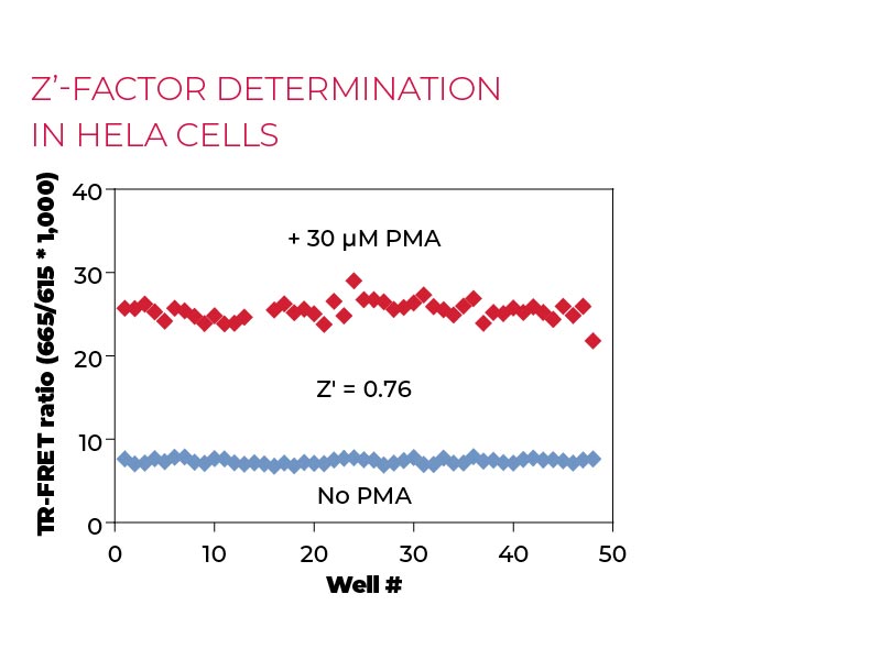 Z'-factor determination in HeLa cells