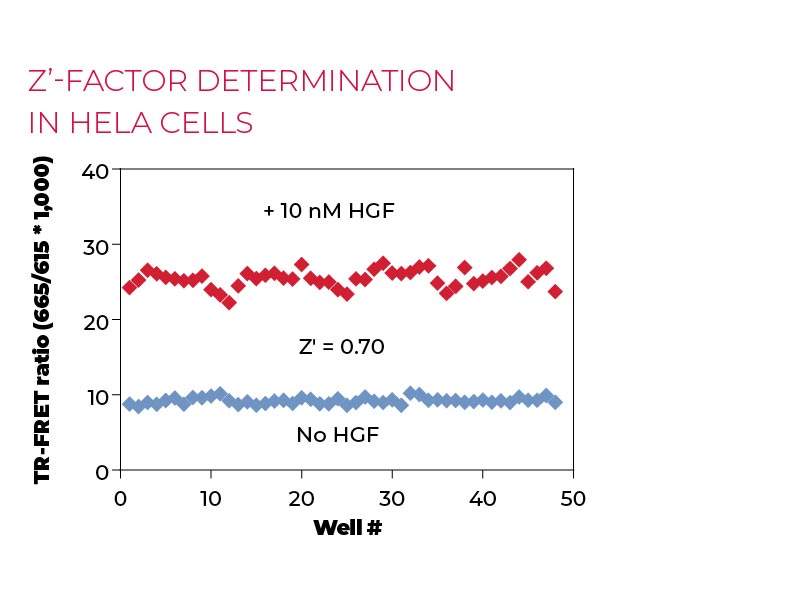Z'-factor determination in HeLa cells