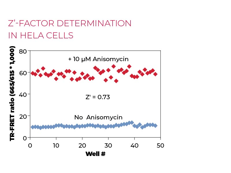 Z'-factor determination in HeLa cells