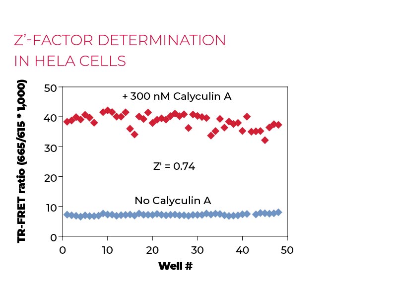 Z'-factor determination in Hela cells