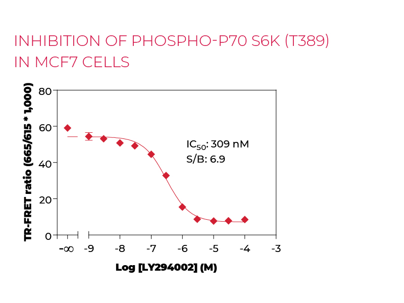 Inhibition of Phospho-P70 S6K (T389) in MCF7 cells