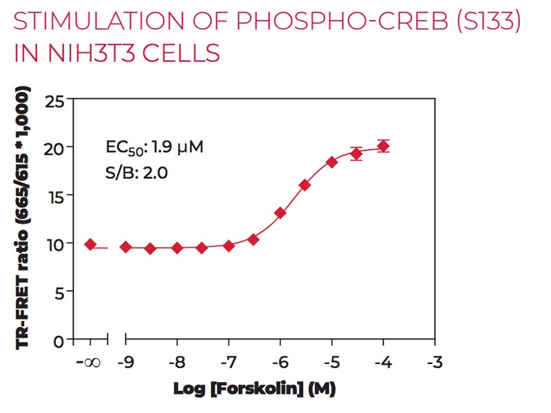 Stimulation of Phospho CREB (S133) in NIH3T3 cells