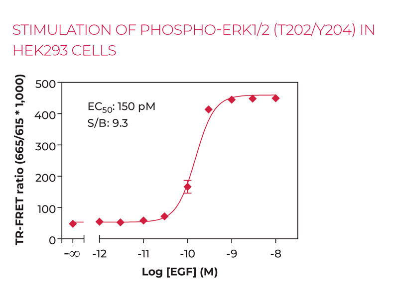 STIMULATION OF PHOSPHO-ERK1/2 (T202/Y204) IN HEK293 CELLS